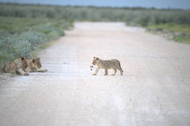 Bir grup aslan yola çıktı.