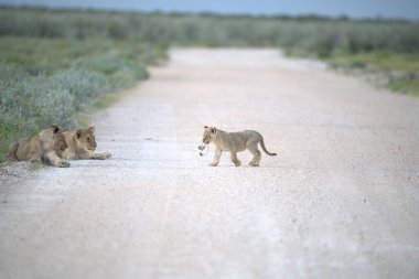 Savanada birlikte oynayan aslan yavruları.