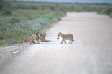Kruger Park 'taki aslan yavrusu.