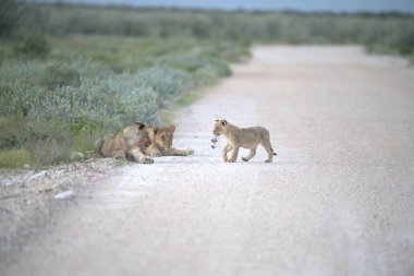 Yoldaki şirin bir aslanın yakın plan fotoğrafı.