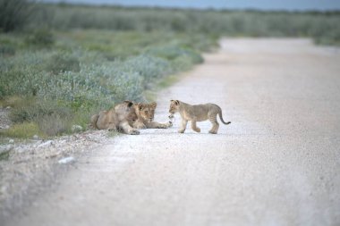 Aslan yavrusuyla genç bir aslan.