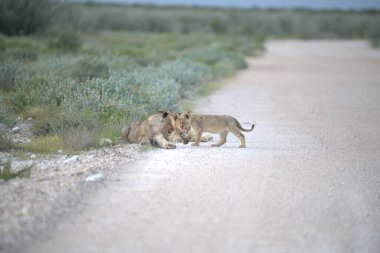 lion cub playing with a mother in the etosha national park, namibia.