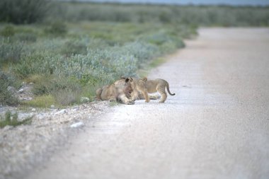 Vahşi aslan ailesi.
