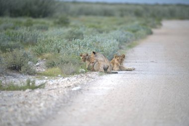 Vahşi aslan ailesi.