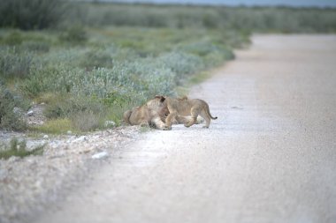 Aslan etkin, Namibia