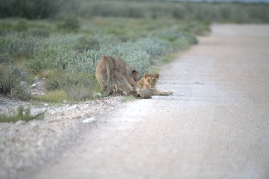 lion lion ( panthera leo ) in the savannah in namibia, africa