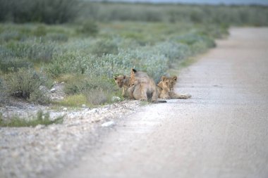 Savanadaki vahşi aslan