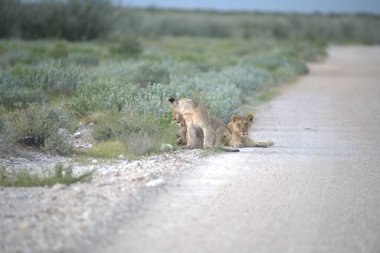 a group of young wild animals in the desert. namibia, africa