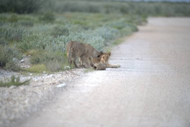 young lions are walking in the road of the road.