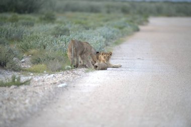 young female male lion male and female lion in the desert