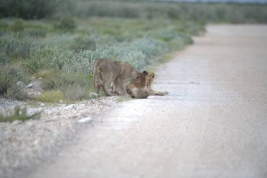 lion oness in the desert