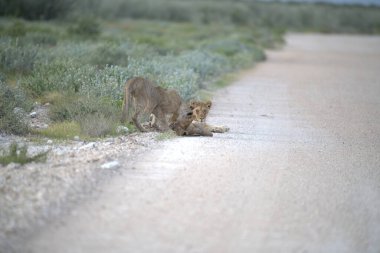 a beautiful shot of a wild lion in the middle of the desert