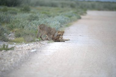 Çölde aslan yavrusu