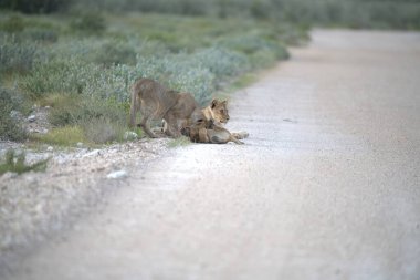 young lion walking in a dry road.