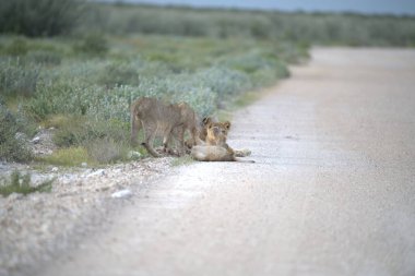 lion cub in the wild nature of africa