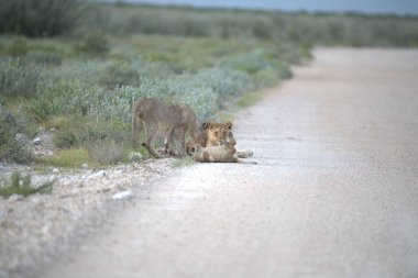 Kruger Ulusal Parkı 'ndaki aslan ailesi.