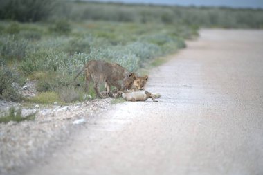 Çölde vahşi bir aslan ve genç bir erkek aslan.