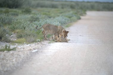 Namibya 'da çölde toprak yolda yürüyen aslan yavrusu.
