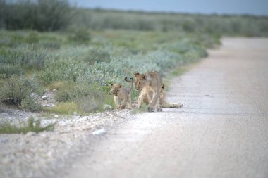 Çölde tatlı bir aslan