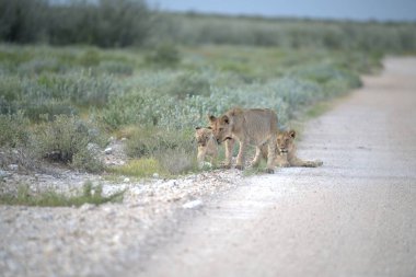 Savanadaki sevimli vahşi hayvanlar.