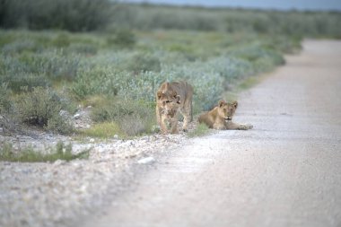 Vahşi bir kedi bozkırda