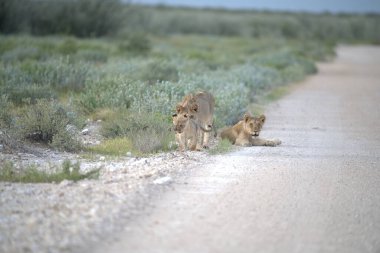 Güney Afrika 'daki Kruger Ulusal Parkı' nda aslan yavrusu.