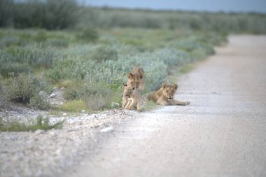 Aslanlar vahşi doğada