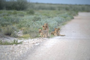 Etoşa çölündeki aslan ailesi.