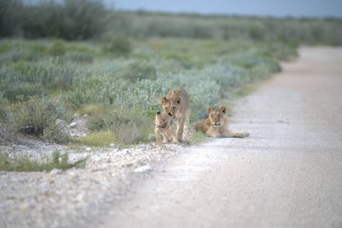 Vahşi aslan ailesi toprak yolda yürüyor.