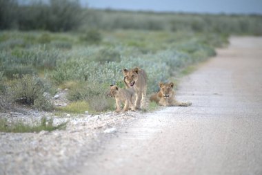 Afrika bozkırlarında yoldaki aslan yavruları