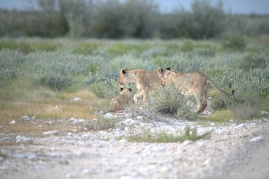 Etoşa Ulusal Parkı 'nda aslanlar