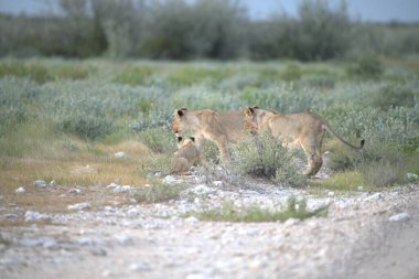Çölde yürüyen bir grup vahşi kedi.