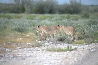 Etoşa Ulusal Parkı 'ndaki vahşi aslan, namibya