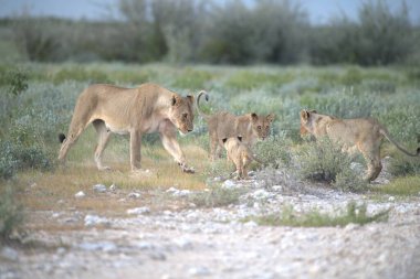 İsrail 'deki ölü denizin ulusal parkında kumların üzerinde yürüyen bir aslan.
