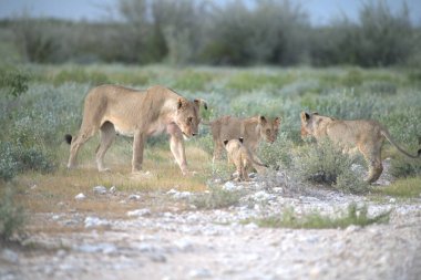 Etoşa Ulusal Parkı, Namibya 'da bir grup vahşi aslan..