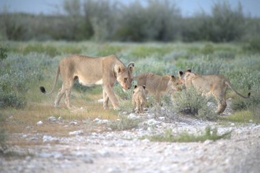 Çöldeki vahşi aslan