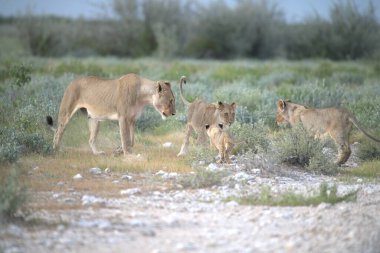 Afrika savanındaki vahşi aslanlar
