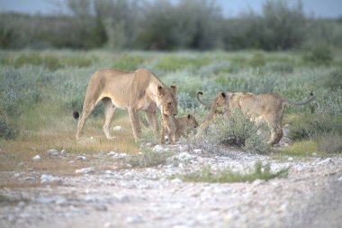 Etoşa safari parkında bir grup aslan.