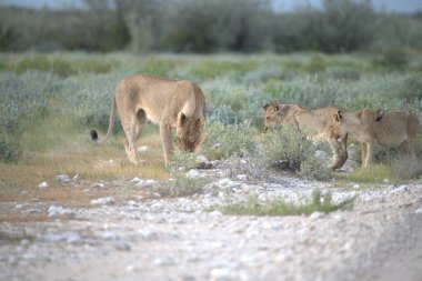 Vahşi hayvanlar, seçici odaklanma