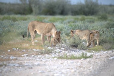 Çöldeki bir grup vahşi aslan.