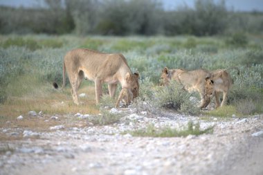 Çöldeki bir grup vahşi hayvan.