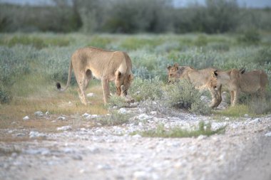 Savanadaki bir grup vahşi aslan.