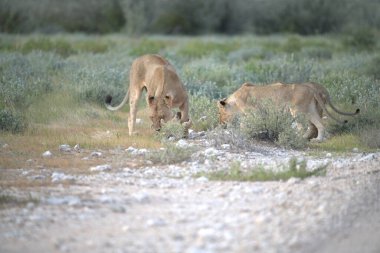Afrika 'da Namibya aslanı