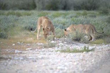 Namibya 'daki vahşi aslan