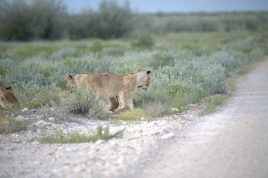 Savanadaki bir grup vahşi aslan.