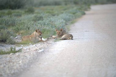 Namibya 'daki vahşi aslanlar