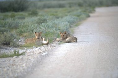 Kalahari çölünde aslan aslanları