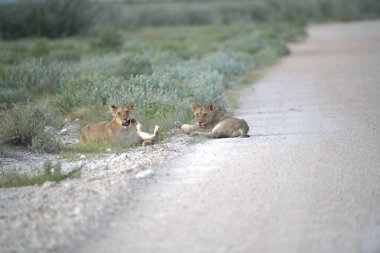 Panthera Leo 'nun aslan ailesi, Panthera Leo, anne ve yavrusu, kumsalda, çölde, güneşte, yolda