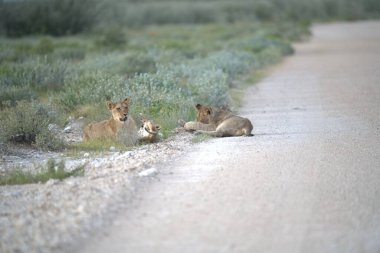 wild lions, panthera leo, female male