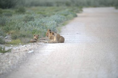 wild lions, africa, savannah